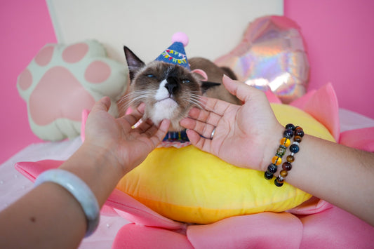 How to get your Kitties ready for their glameow shots!