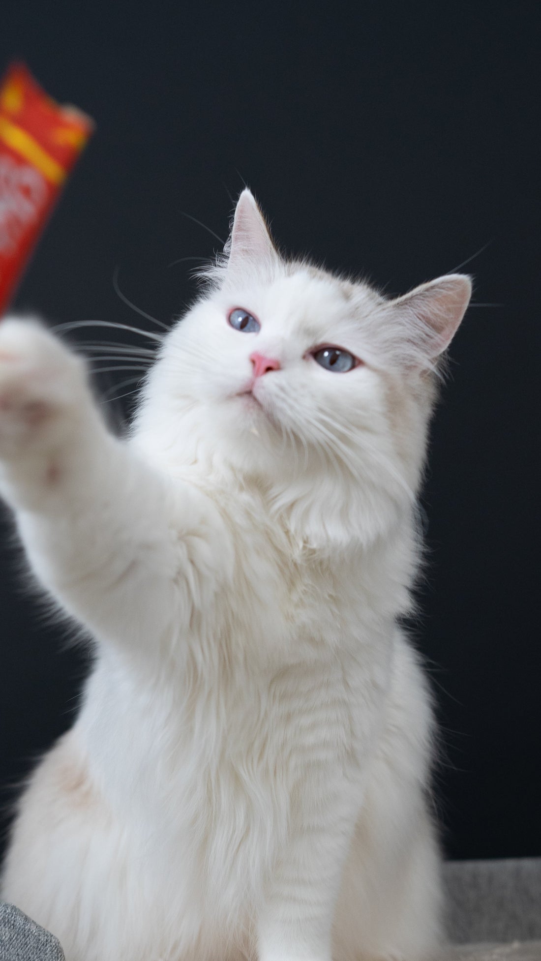Cat photography in Singapore: what to expect at Pawneko Creative Studios