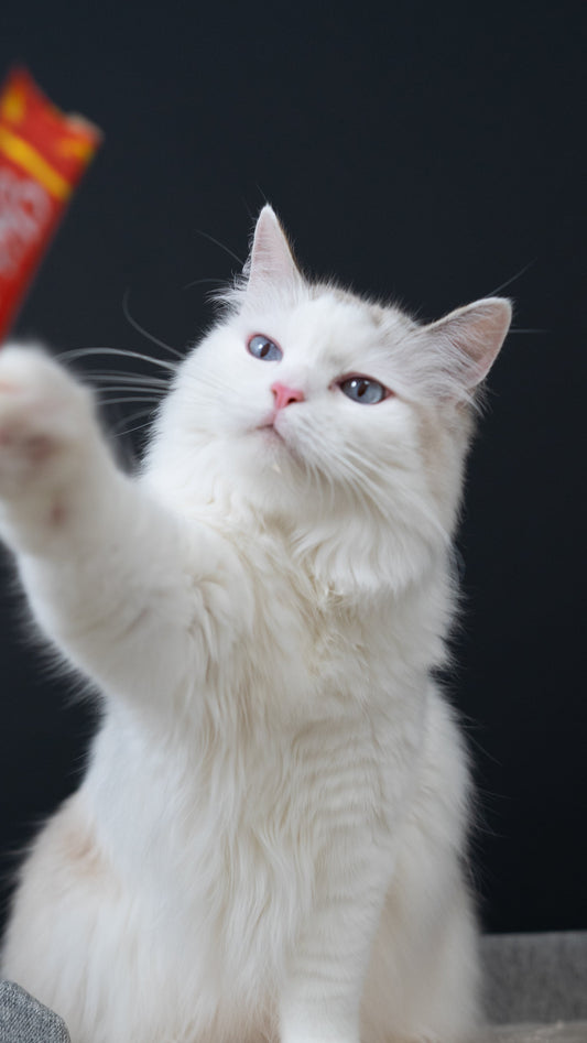 Cat photography in Singapore: what to expect at Pawneko Creative Studios