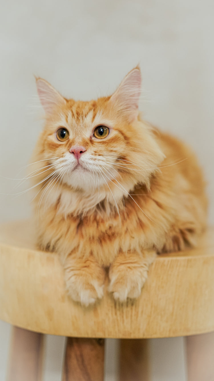 Capture Your Kitty's Best Meowments! | Cat Portrait Photoshoot Singapore