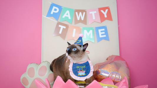 🎂 Birthday Pawty - Cat Portrait Photoshoot Singapore — 90 Min Session