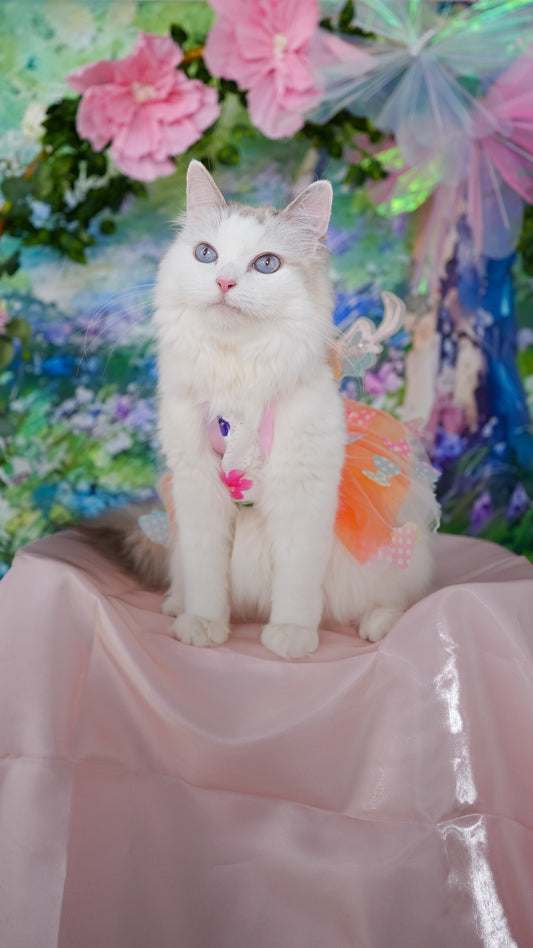 ✨ Signature Session- Cat Portrait Photoshoot Singapore — 75 Min Session