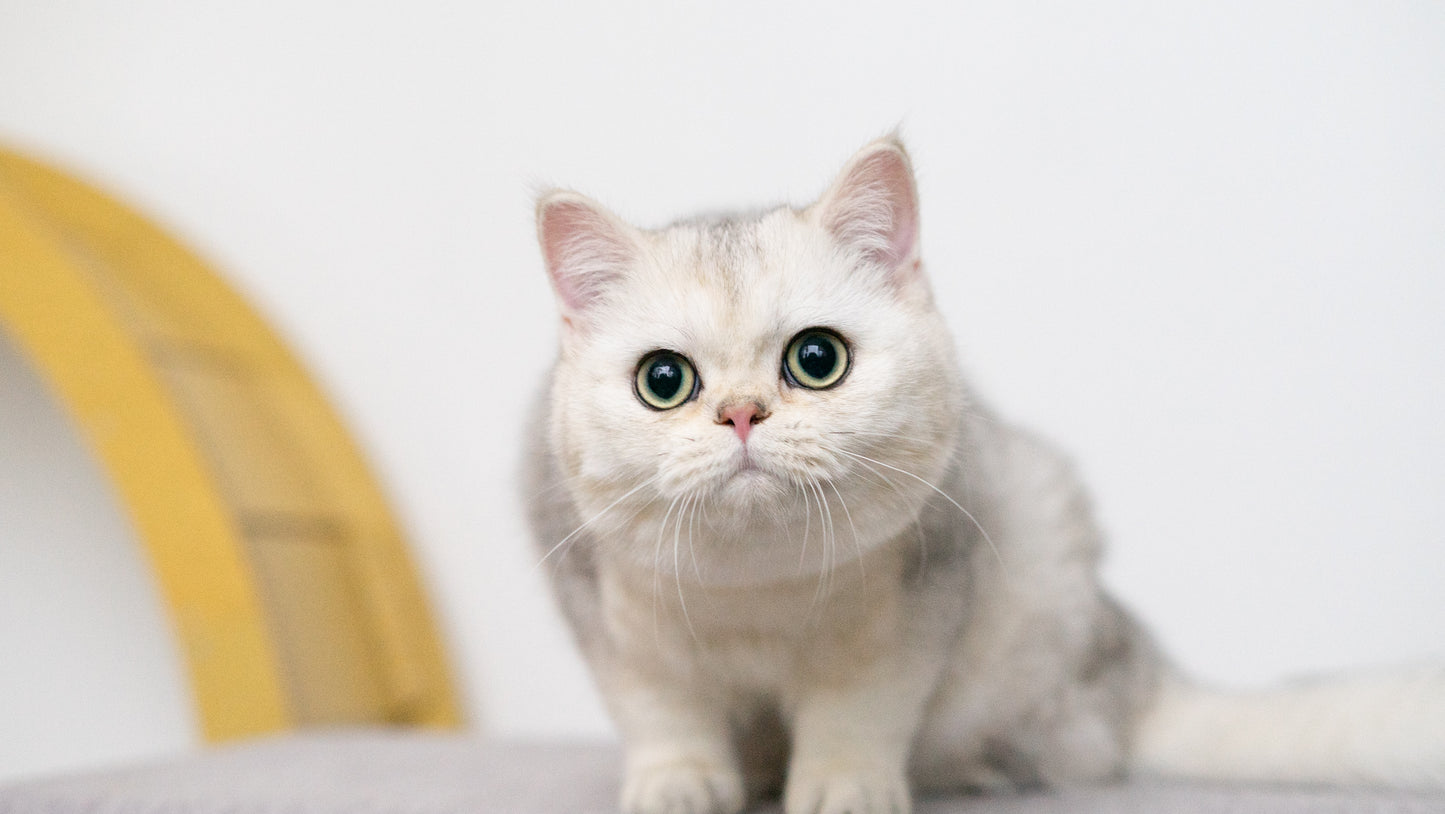 📸 Cat Photography Basics Workshop