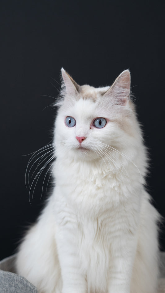 🐱 Kitten Quickie- Cat Photoshoot Singapore — 30 Min