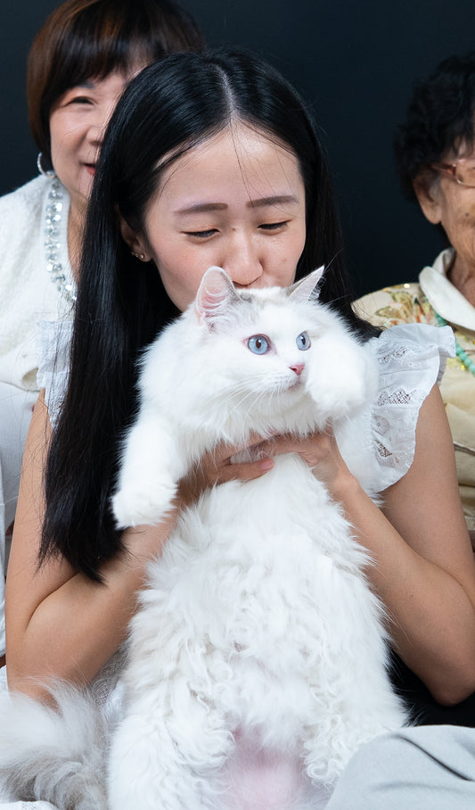 🏠 Paw & Family - Cat Portrait Photoshoot Singapore — 75 Min Session