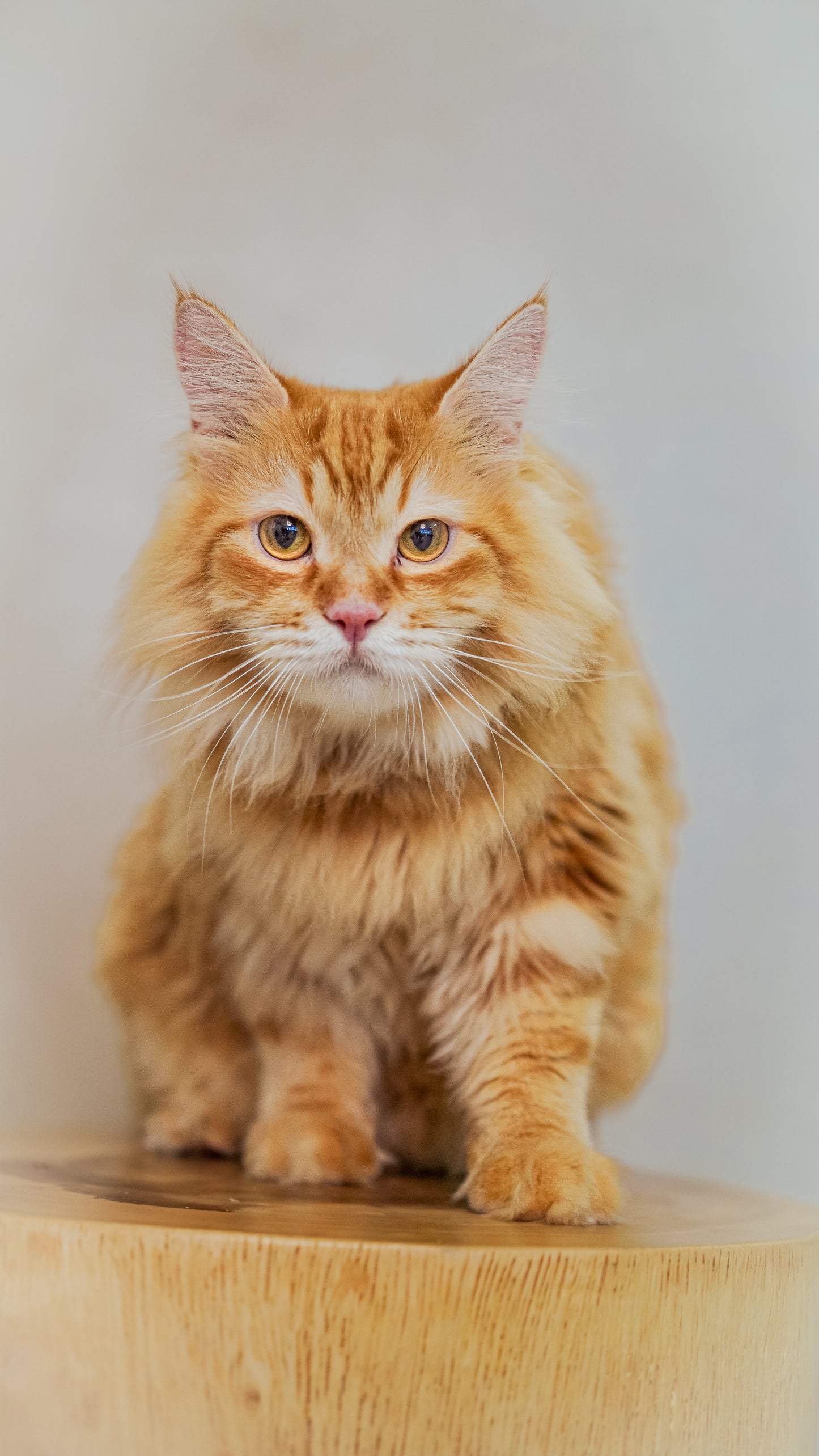 🐱 Kitten Quickie- Cat Photoshoot Singapore — 20 Min