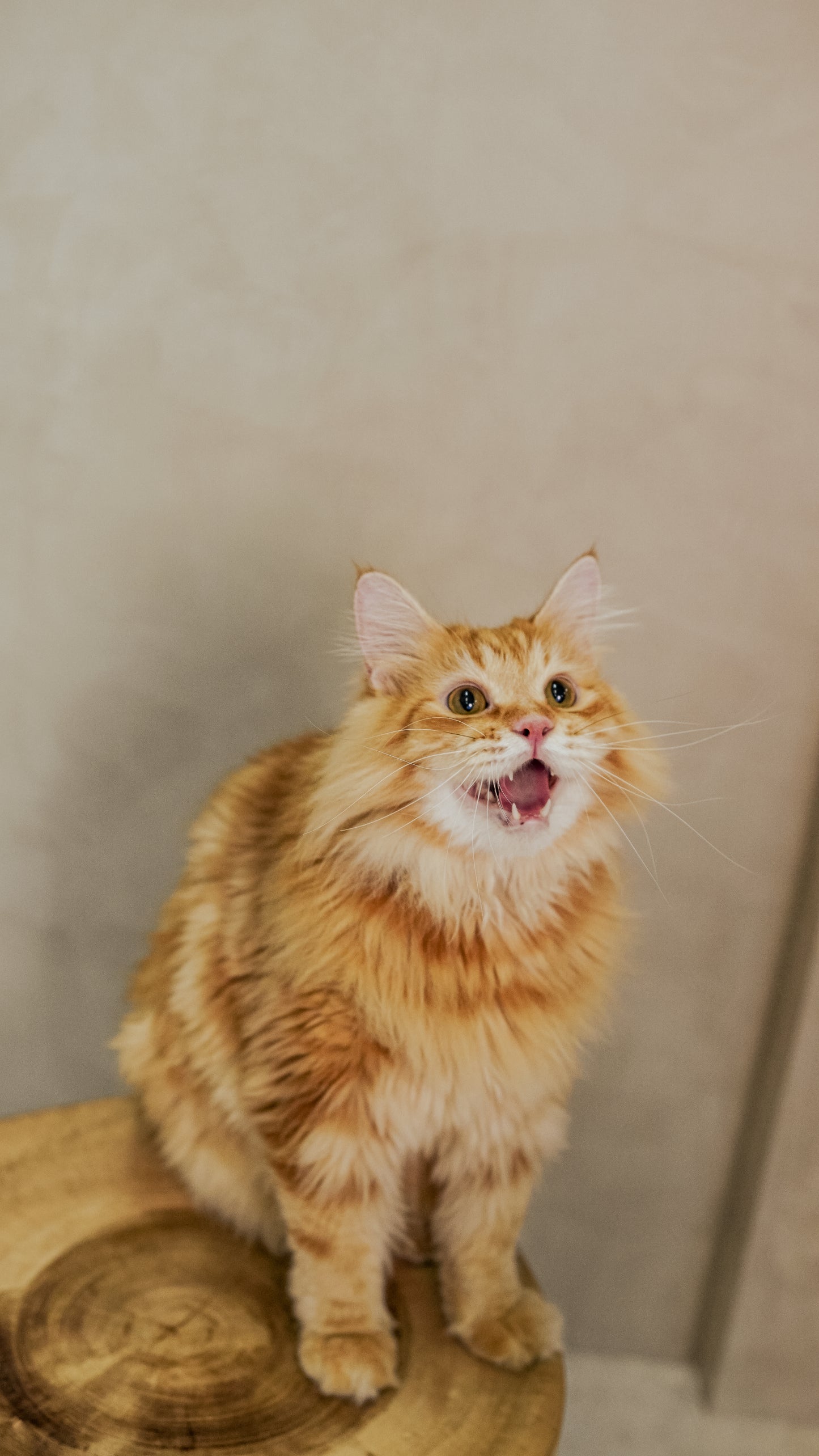 🐱 Kitten Quickie- Cat Photoshoot Singapore — 20 Min