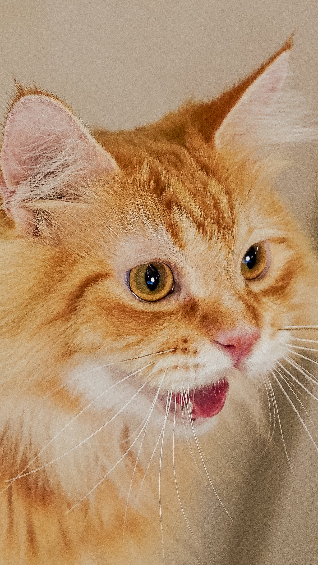 🐱 Kitten Quickie- Cat Photoshoot Singapore — 20 Min