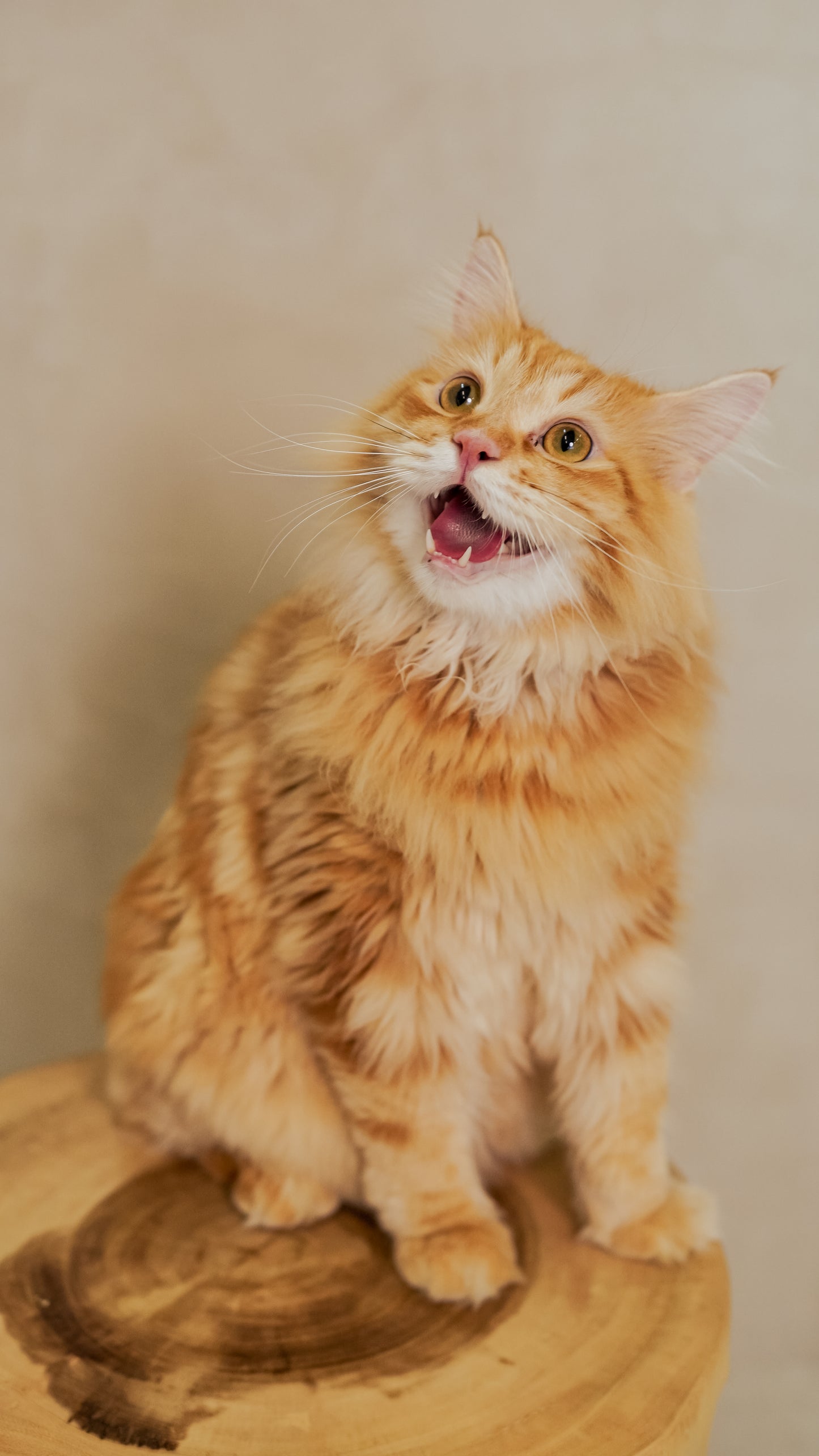 🐱 Kitten Quickie- Cat Photoshoot Singapore — 20 Min