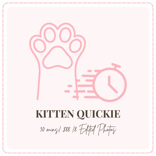 🐱 Kitten Quickie- Cat Photoshoot Singapore — 30 Min