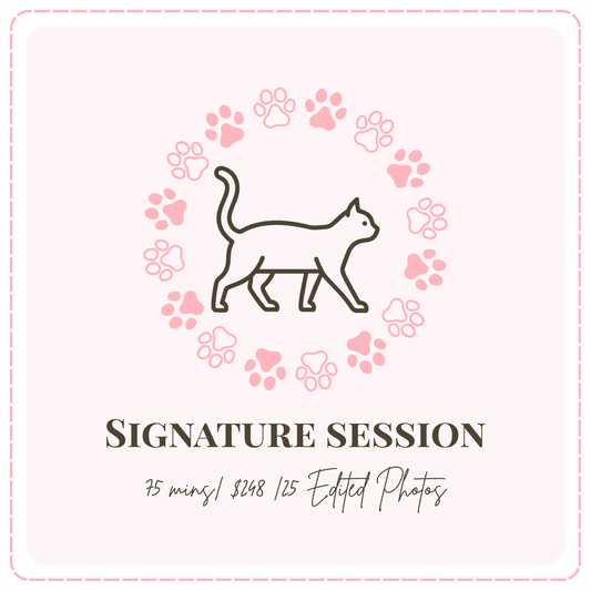 ✨ Signature Session- Cat Portrait Photoshoot Singapore — 75 Min Session